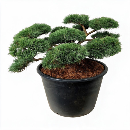 Pin sylvestre Repens - Pinus sylvestris Repens Bonsaï 175/200cm Pot 500L
