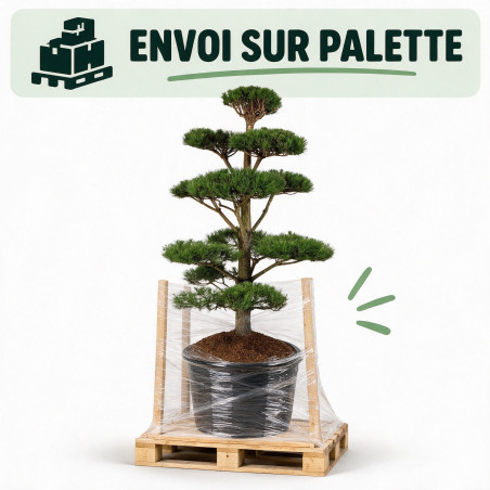 Pin noir Nigra - Pinus nigra Nigra 175/200cm Pot 285L - Bonsaï en nuages