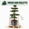 Pin noir Nigra - Pinus nigra Nigra 175/200cm Pot 285L - Bonsaï en nuages