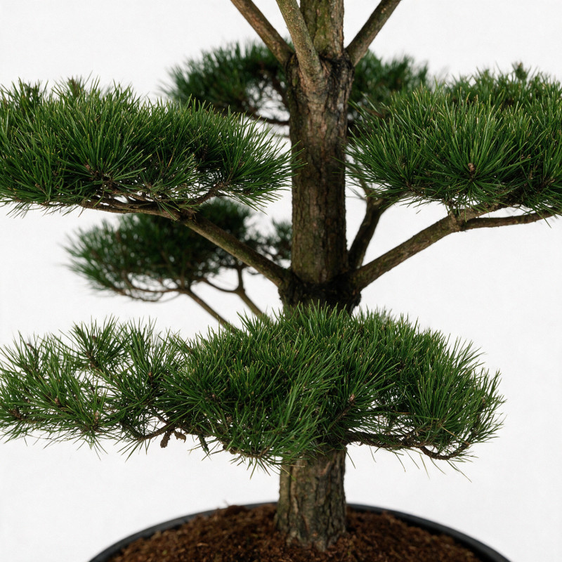 Pin noir Nigra - Pinus nigra Nigra 175/200cm Pot 285L - Bonsaï en nuages