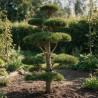 Pin noir Nigra - Pinus nigra Nigra 175/200cm Pot 285L - Bonsaï en nuages