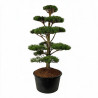 Pin noir Nigra - Pinus nigra Nigra 175/200cm Pot 285L - Bonsaï en nuages