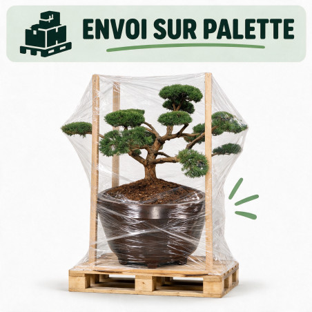 Pin sylvestre Repens - Pinus sylvestris Repens Bonsaï 175/200cm Pot 800L
