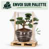 Pin sylvestre Repens - Pinus sylvestris Repens Bonsaï 175/200cm Pot 800L
