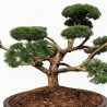 Pin sylvestre Repens - Pinus sylvestris Repens Bonsaï 175/200cm Pot 800L