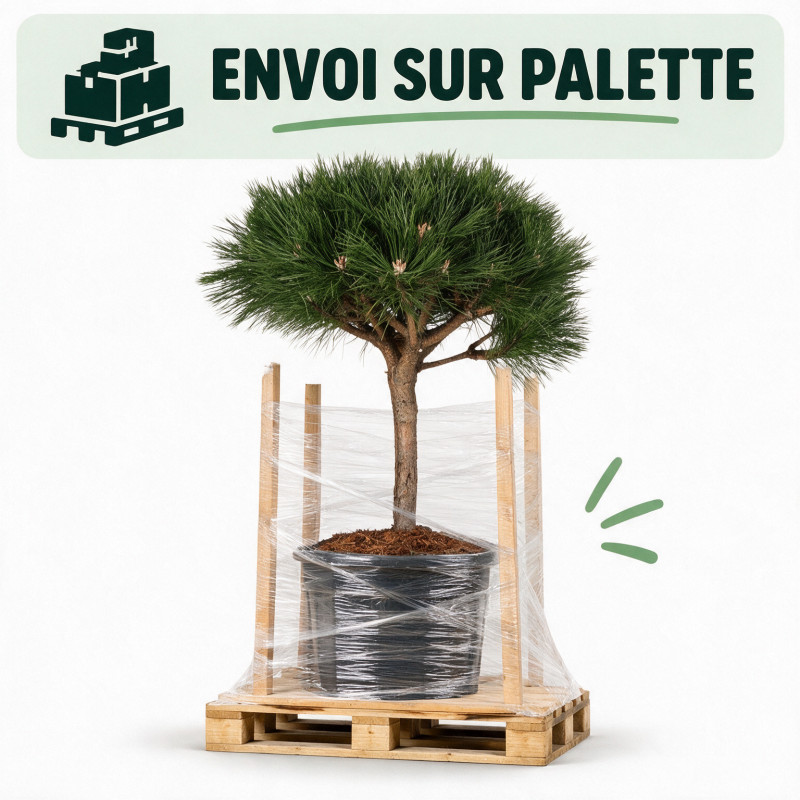 Pin noir Brepo - Pinus nigra Brepo Boule 35cm sur tige 30cm Pot 18L - Pin parasol