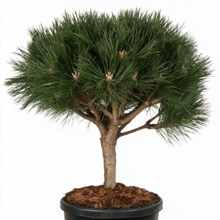 Pin noir Brepo - Pinus nigra Brepo Boule 35cm sur tige 30cm Pot 18L - Pin parasol