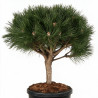 Pin noir Brepo - Pinus nigra Brepo Boule 35cm sur tige 30cm Pot 18L - Pin parasol