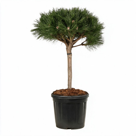 Pin noir Brepo - Pinus nigra Brepo Boule 35cm sur tige 30cm Pot 18L - Pin parasol