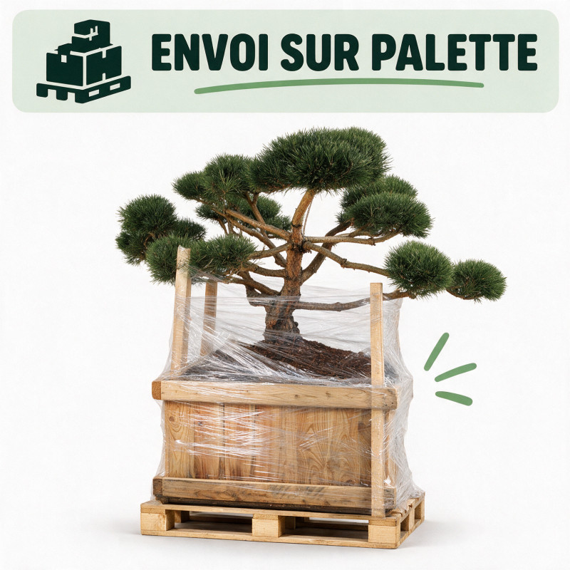 Pin sylvestre Repens - Pinus sylvestris Repens Bonsaï 160/180cm Caisse bois 400L
