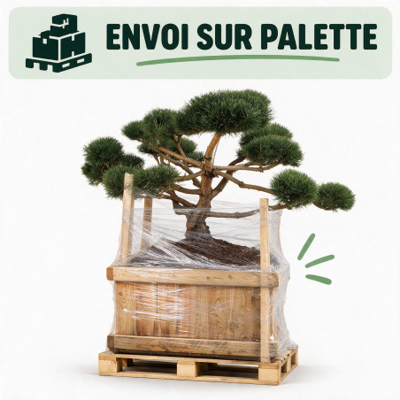 Pin sylvestre Repens - Pinus sylvestris Repens Bonsaï 160/180cm Caisse bois 400L