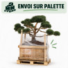 Pin sylvestre Repens - Pinus sylvestris Repens Bonsaï 160/180cm Caisse bois 400L