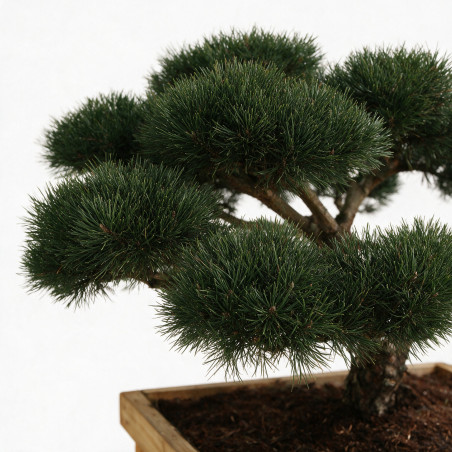 Pin sylvestre Repens - Pinus sylvestris Repens Bonsaï 160/180cm Caisse bois 400L