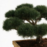 Pin sylvestre Repens - Pinus sylvestris Repens Bonsaï 160/180cm Caisse bois 400L