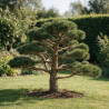 Pin sylvestre Repens - Pinus sylvestris Repens Bonsaï 160/180cm Caisse bois 400L