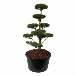 Pin noir Nigra - Pinus nigra Nigra Bonsaï 150/175cm Pot 285L