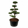 Pin noir Nigra - Pinus nigra Nigra Bonsaï 150/175cm Pot 285L