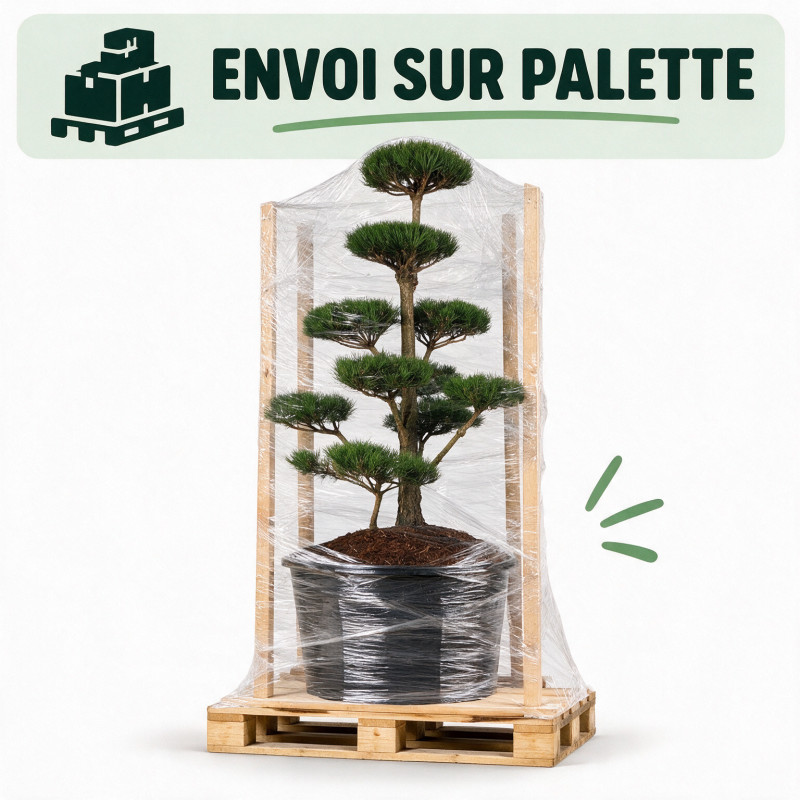 Pin noir Nigra - Pinus nigra Nigra Bonsaï 150/175cm Pot 285L