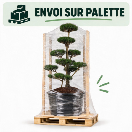 Pin noir Nigra - Pinus nigra Nigra Bonsaï 150/175cm Pot 285L