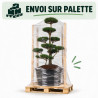 Pin noir Nigra - Pinus nigra Nigra Bonsaï 150/175cm Pot 285L