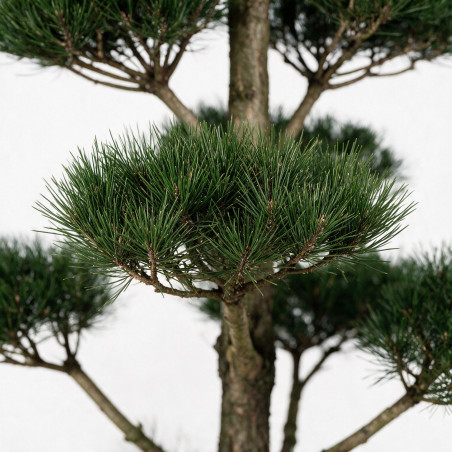 Pin noir Nigra - Pinus nigra Nigra Bonsaï 150/175cm Pot 285L