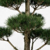 Pin noir Nigra - Pinus nigra Nigra Bonsaï 150/175cm Pot 285L