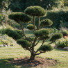 Pin de montagne Gnom - Pinus mugo Gnom Bonsaï 150/175cm Pot 285L