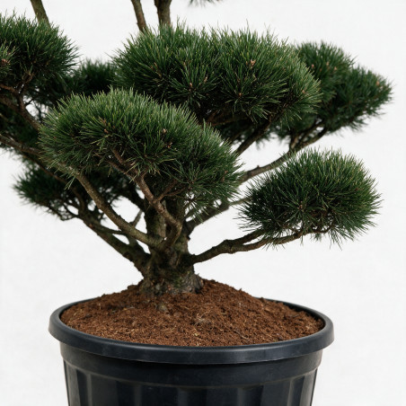 Pin de montagne Gnom - Pinus mugo Gnom Bonsaï 150/175cm Pot 285L