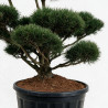 Pin de montagne Gnom - Pinus mugo Gnom Bonsaï 150/175cm Pot 285L
