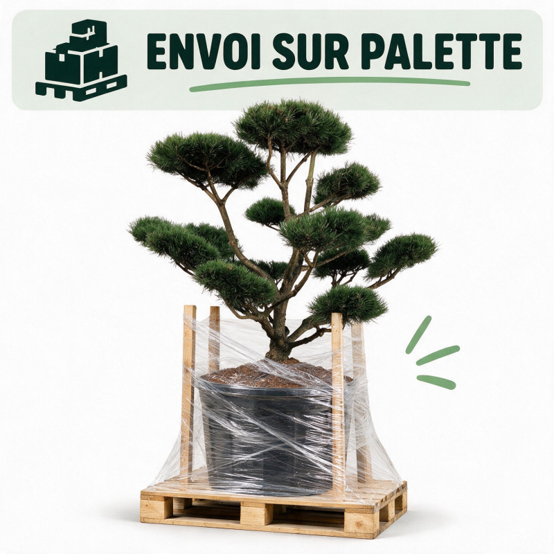 Pin de montagne Gnom - Pinus mugo Gnom Bonsaï 150/175cm Pot 285L