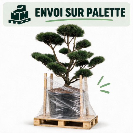 Pin de montagne Gnom - Pinus mugo Gnom Bonsaï 150/175cm Pot 285L