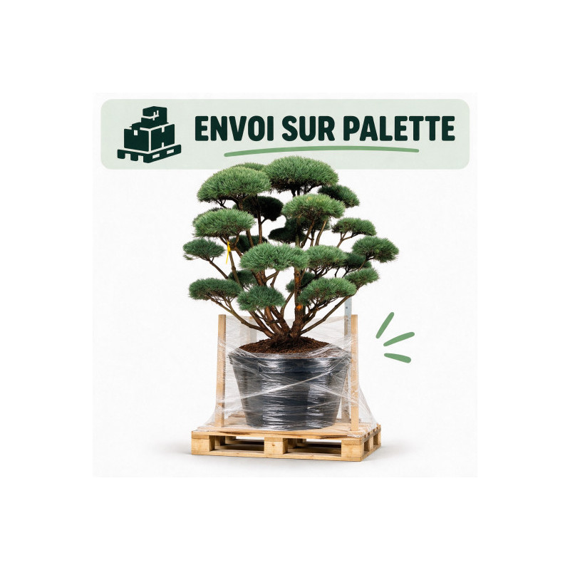Pin sylvestre Watereri - Pinus sylvestris Watereri Bonsaï 150/175cm Pot 230L