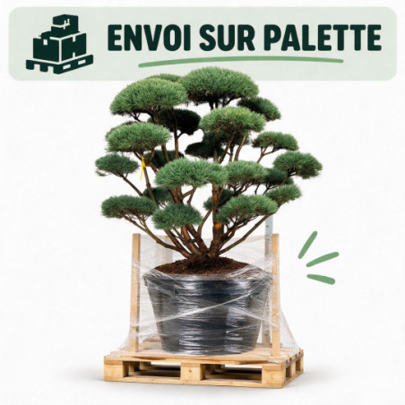 Pin sylvestre Watereri - Pinus sylvestris Watereri Bonsaï 150/175cm Pot 230L