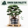 Pin sylvestre Watereri - Pinus sylvestris Watereri Bonsaï 150/175cm Pot 230L