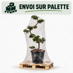 Mélèze - Larix kaempferi Bonsaï 125/145cm Pot 55L