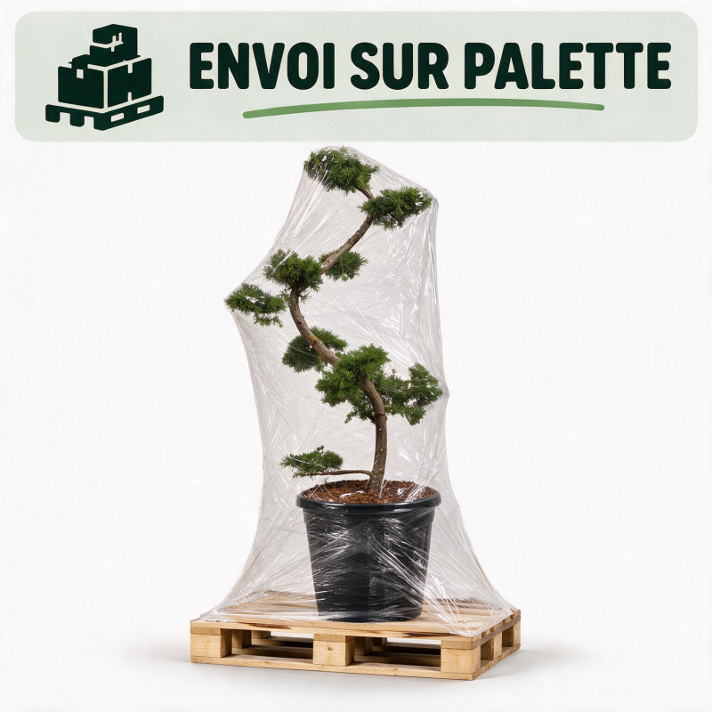 Mélèze - Larix kaempferi Bonsaï 125/145cm Pot 55L