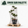 Mélèze - Larix kaempferi Bonsaï 125/145cm Pot 55L