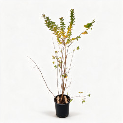 Lilas des Indes Violet- Lagerstroemia indica 150/170cm Pot 18L