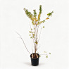 Lilas des Indes Violet- Lagerstroemia indica 150/170cm Pot 18L