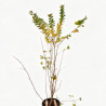 Lilas des Indes Violet- Lagerstroemia indica 150/170cm Pot 18L