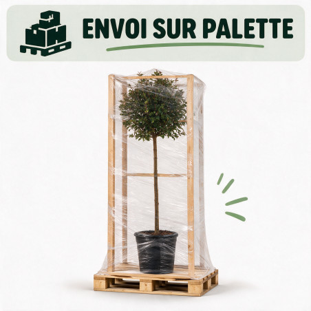 Lilas Palibin - Syringa meyeri Palibin Demi-tige 150cm Pot 7,5L