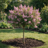 Lilas Palibin - Syringa meyeri Palibin Demi-tige 150cm Pot 7,5L