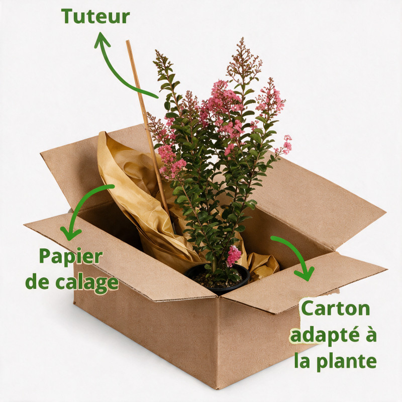 Lilas des Indes - Lagerstroemia indica 65cm Pot 9L