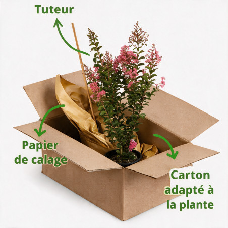 Lilas des Indes - Lagerstroemia indica 65cm Pot 9L