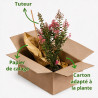 Lilas des Indes - Lagerstroemia indica 65cm Pot 9L