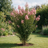 Lilas des Indes - Lagerstroemia indica 65cm Pot 9L