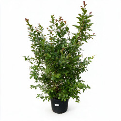 Lilas des Indes Blanc- Lagerstroemia indica 150/170cm Pot 18L