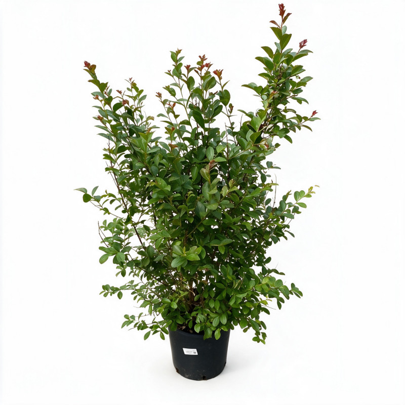 Lilas des Indes Blanc- Lagerstroemia indica 150/170cm Pot 18L