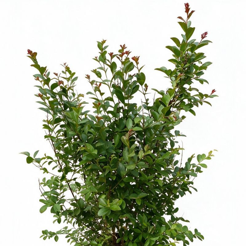 Lilas des Indes Blanc- Lagerstroemia indica 150/170cm Pot 18L