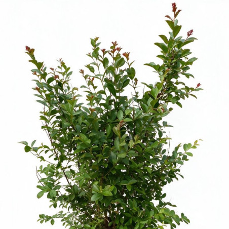 Lilas des Indes Blanc- Lagerstroemia indica 150/170cm Pot 18L